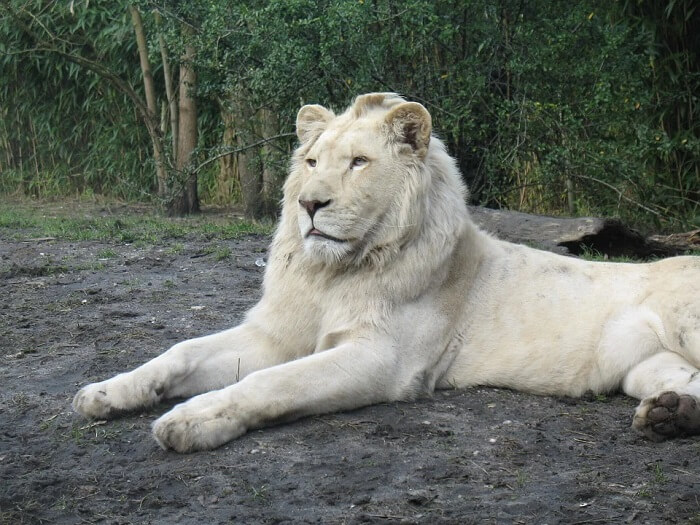 白いライオン